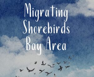 birds flying in a blue sky with clouds painting, "Migrating Shorebirds Bay Area"