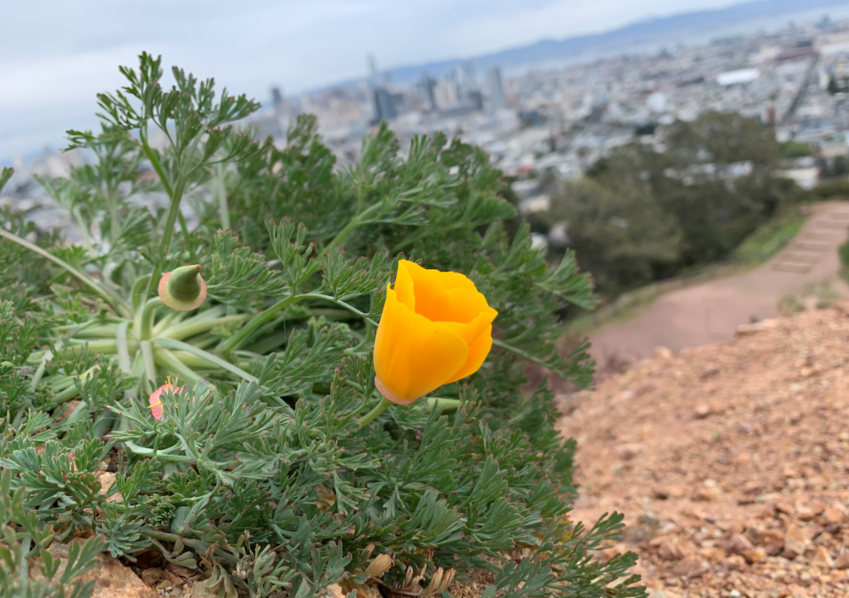 Poppy over city landscape